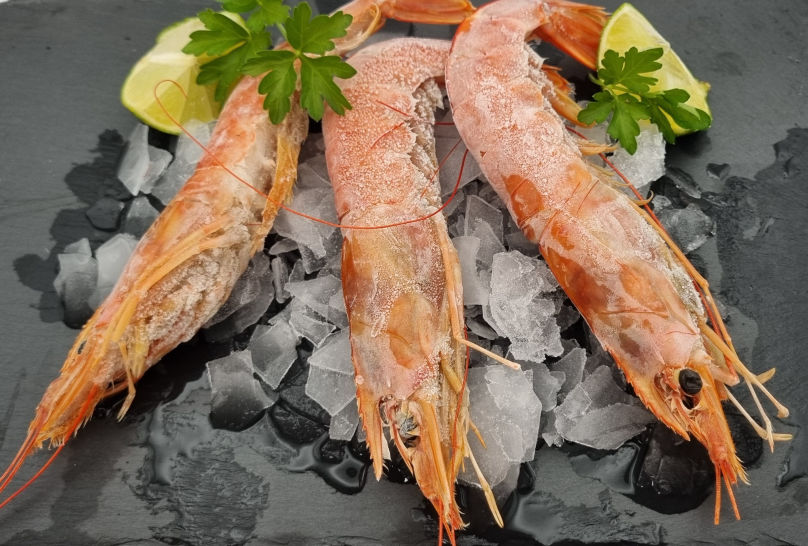 Red Shrimp